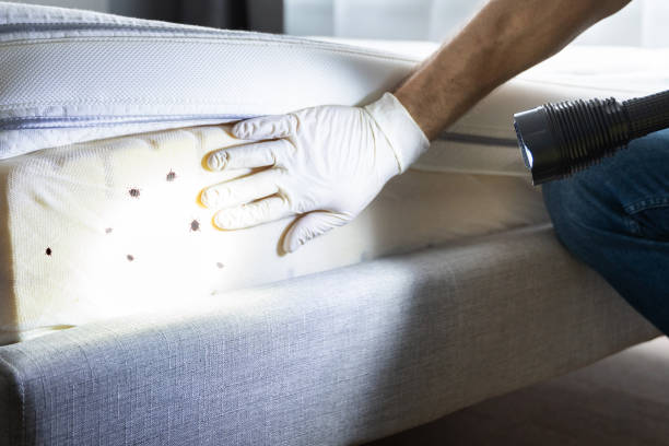 Best Affordable Pest Control Services  in West Brattleboro, VT